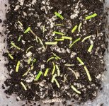 B.bogneri cuttings after accident 3:6:23.jpg