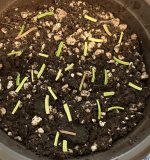 B. bogneri cuttings on soil, 3:3:23.jpg