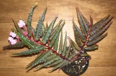 Begonia pteridiformis.jpg Begonia pteridiformis.jpg