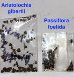 Aristolochia gibertii and Passiflora foetida seeds.jpg Aristolochia gibertii and Passiflora foetida seeds.jpg