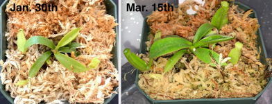 Nepenthes veitchii seedling, Jan. 30th to March 15th..png