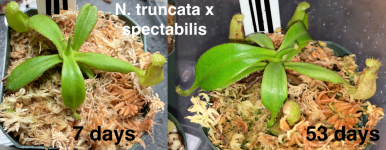Nepenthes truncata x spectabiis, 46 days growth.png