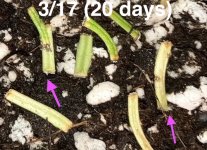 Begonia bogneri cuttings with roots, 20 days.jpg
