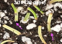 Begonia bogneri cuttings with roots, 22 days.jpg