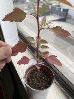 Pitseed X 3.20.23b.jpg Pitseed X 3.20.23b.jpg