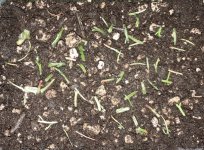 Begonia pteridoides cuttings March 25, 2023.jpg