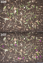 Begonia pteroides cuttings, 3:25 to 3:27..png