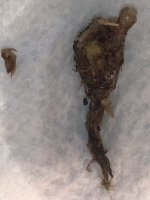 Begonia pteridoides tuber 3:27 1.jpg