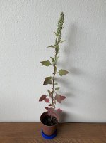 Pitseed X 3.20.23a.jpg Pitseed X 3.20.23a.jpg