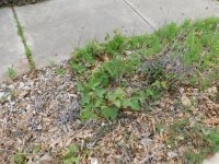 DSCN0554.JPG