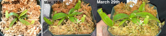Nepenthes veitchii seedling, Jan. 30th to March 29th..png