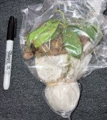 N. sibuyanensis x merrilliana, received 4:13.jpg
