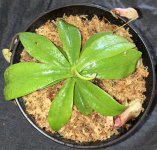 Nepenthes sibuyanensis x merrilliana, view 1, potted.jpg