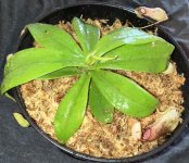 Nepenthes sibuyanensis x merrilliana, view 2, potted.jpg