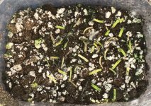 Begonia bogneri cuttings 4:14.jpg