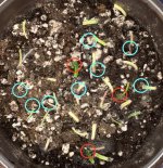 3:3 B. bogneri roots and plantlets 4:14.jpg