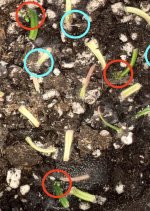 Zoom 3:3 B. bogneri roots and plantlets 4:14.jpg