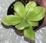 PInguicula gigantea plant April 18.jpg PInguicula gigantea plant April 18.jpg