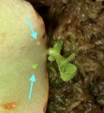 PInguicula gigantea plantlet(s) April 18 zoom.jpg PInguicula gigantea plantlet(s) April 18 zoom.jpg