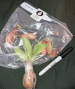 Nepenthes 'Gaya' received, April 19th, packed..jpg Nepenthes 'Gaya' received, April 19th, packed..jpg