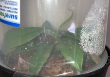 N. sibuyanensis x merrilliana, 1 week.jpg