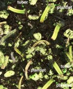 Begonia bogneri first cuttings plantlets:tubers April 22.jpg Begonia bogneri first cuttings plantlets:tubers April 22.jpg