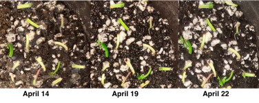 Begonia bogneri 3:3 cuttings growth 4:14 to 4:22.png Begonia bogneri 3:3 cuttings growth 4:14 to 4:22.png