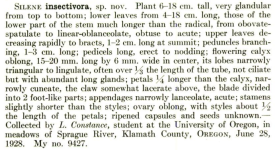 Silene Insectivora.png