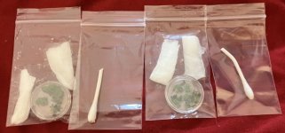 Drynaria rigidula gametophytes and spores for TF .jpg Drynaria rigidula gametophytes and spores for TF .jpg