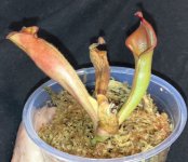 Heliamphora April 28.jpg Heliamphora April 28.jpg