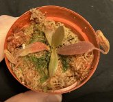 Nepenthes Vivid Machine basal.jpg Nepenthes Vivid Machine basal.jpg