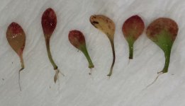 Cephalotus 'Brewers Giant' .jpg Cephalotus 'Brewers Giant' .jpg