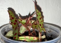 Begonia amphioxus April 26.jpg Begonia amphioxus April 26.jpg