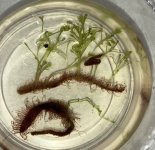 Drosera Big Pink. x Hercules and capensis Alba.jpg Drosera Big Pink. x Hercules and capensis Alba.jpg