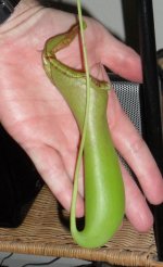 Nepenthes burkei x truncata.jpg Nepenthes burkei x truncata.jpg