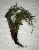 Begonia pteridoides received plant March 25 2023.jpg Begonia pteridoides received plant March 25 2023.jpg