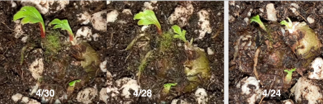 Begonia pteridoides tuber, 6 days growth.png Begonia pteridoides tuber, 6 days growth.png