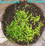 Begonia bogneri plantlets April 2018 .jpg Begonia bogneri plantlets April 2018 .jpg