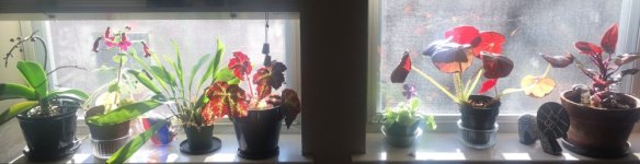 Mom's windowsill plants 2, 2018.JPG Mom's windowsill plants 2, 2018.JPG