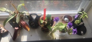 Mom's windowsill plants 1, 2018.jpg Mom's windowsill plants 1, 2018.jpg