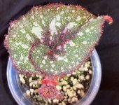 Begonia 'Capricorn' with flash 5:1.jpg Begonia 'Capricorn' with flash 5:1.jpg