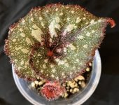 Young Begonia 'Capricorn' no flash 2 5:1.jpg Young Begonia 'Capricorn' no flash 2 5:1.jpg