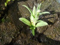catchfly 4.18.22b marked.JPG