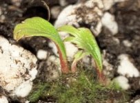Begonia pteridoides, new leaf 5:6:23.jpg Begonia pteridoides, new leaf 5:6:23.jpg