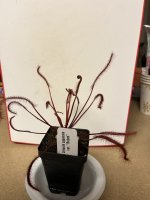 IMG_1435.jpeg