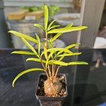 Hydnophytum puffii.jpg