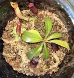 Terrarium for mom initial, flash May 11, 2023.jpg Terrarium for mom initial, flash May 11, 2023.jpg