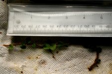 Microgamma vaccinifolia 1B.JPG