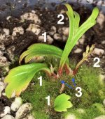 Begonia Pteridoides May 18th numbered .jpg Begonia Pteridoides May 18th numbered .jpg