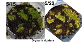 Drynaria rigidula first sporophytes May 22.png Drynaria rigidula first sporophytes May 22.png